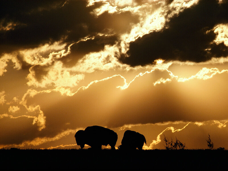 Bison Silhouettes — Gold