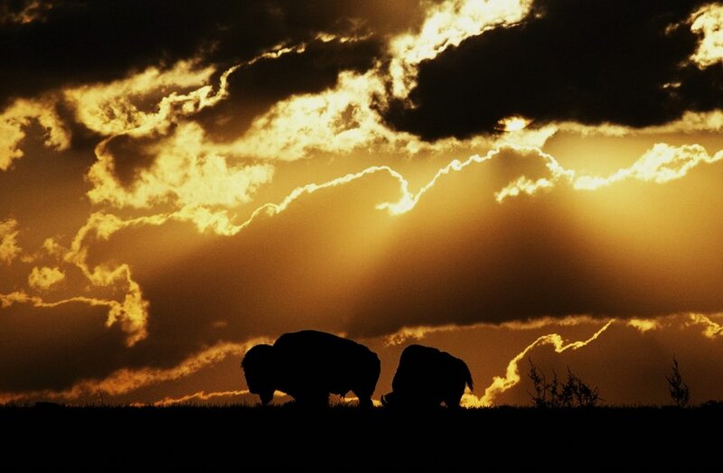 Bison Silhouettes
