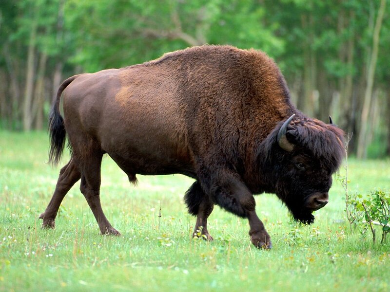 Bison walking in a field