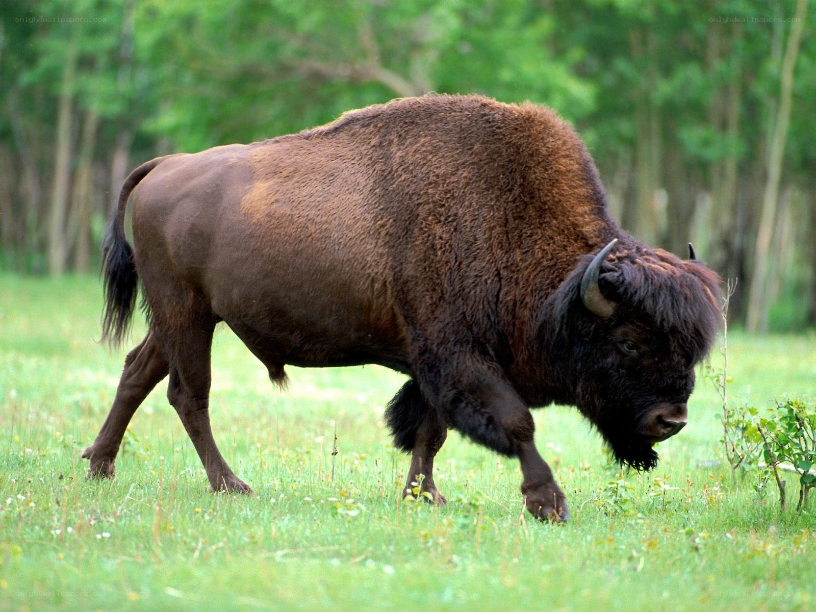 Bison walking in a field