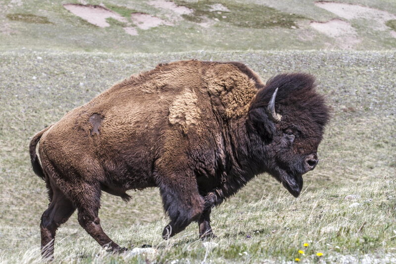 Bison Walking in Field