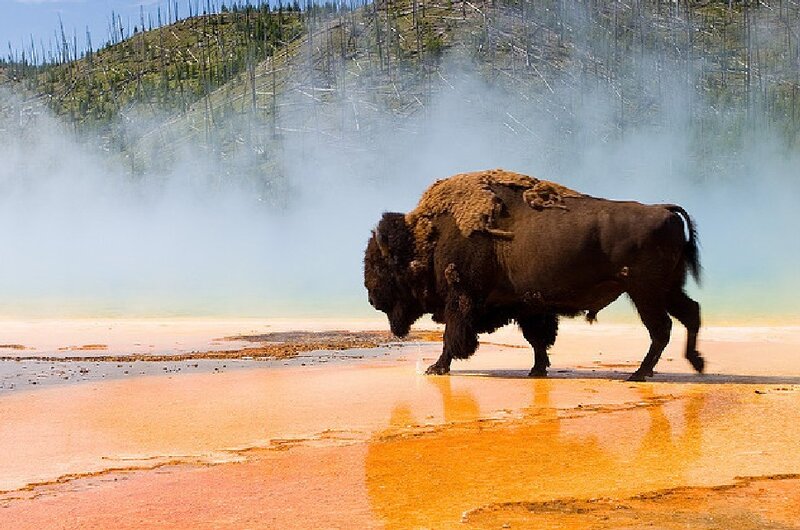 Bison Walking in Geothermal Area
