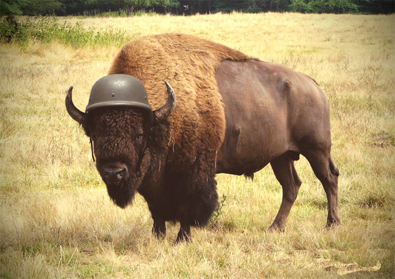 Bison Wearing Helmet