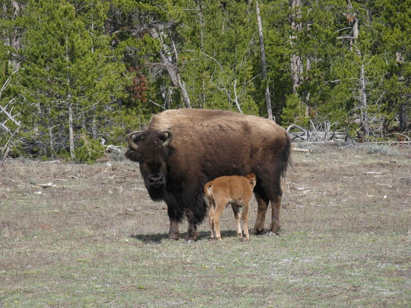 Bison with calf in forest