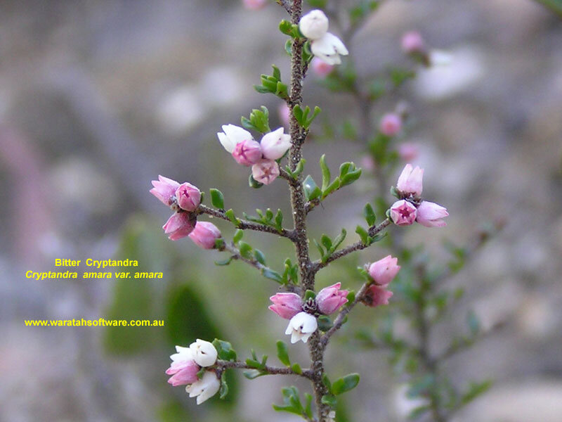 Bitter Cryptandra Flower