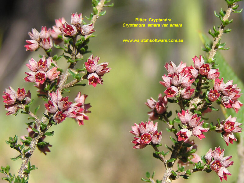 Bitter Cryptandra Flowers