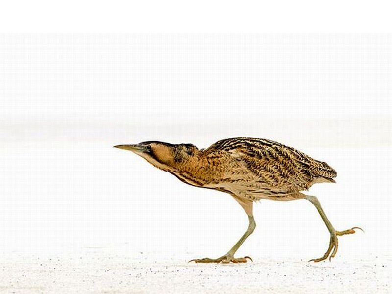 Bittern Bird Walking