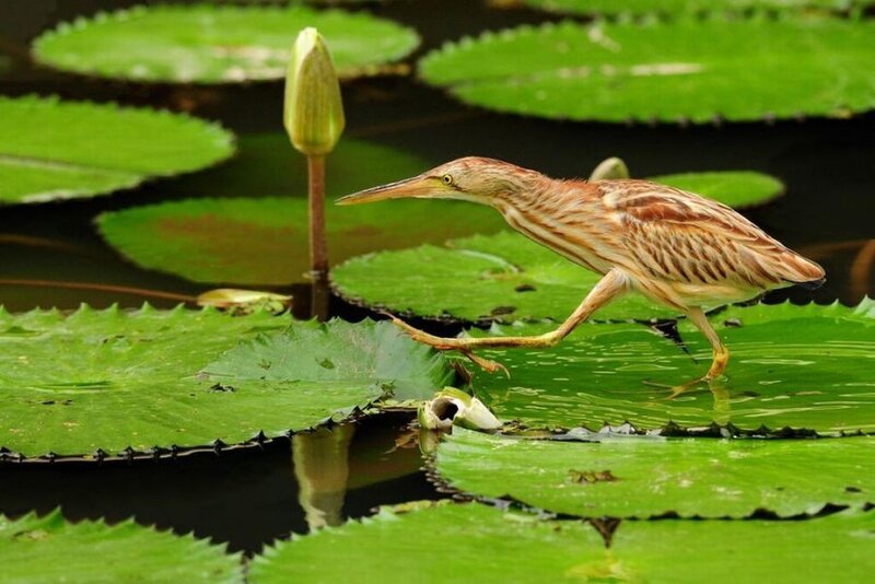 Bittern Walking on Lily Pads