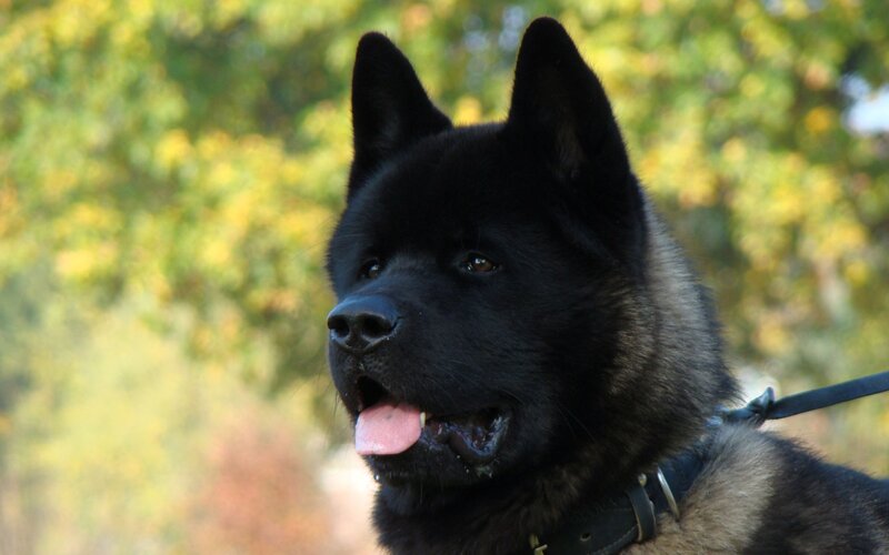 Black Akita Dog
