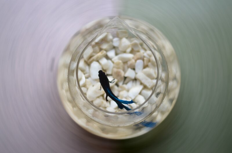 Black and Blue Betta Fish