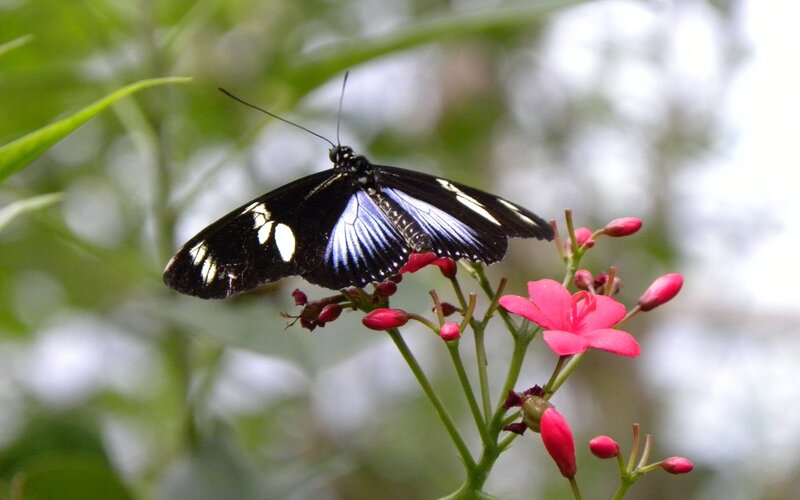 Black and Blue Butterfly — Calm, Afternoon