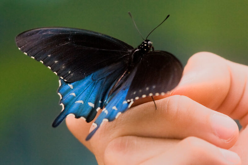Black and Blue Butterfly — Calm