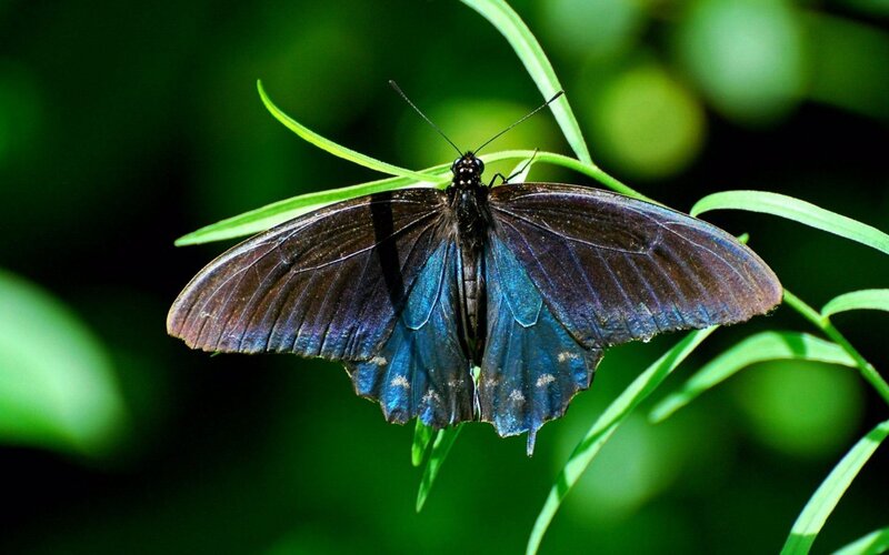 Black and Blue Butterfly — Green, Natural