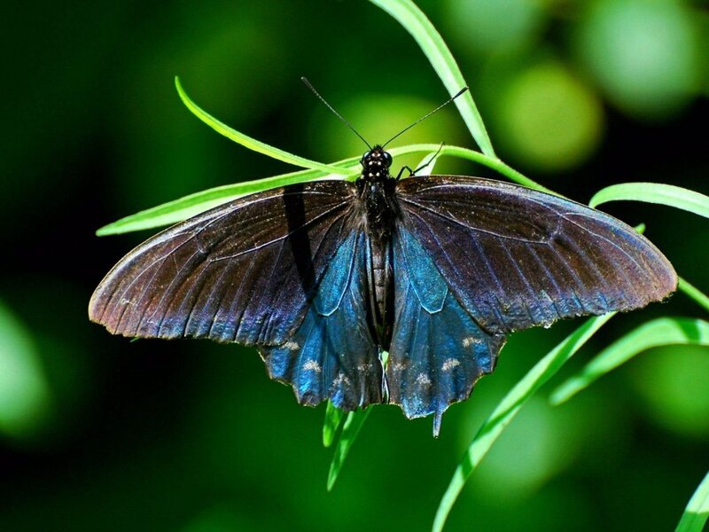 Black and Blue Butterfly — Natural, Afternoon