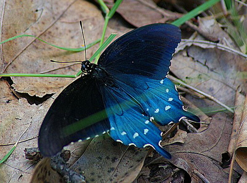 Black and Blue Butterfly — Natural