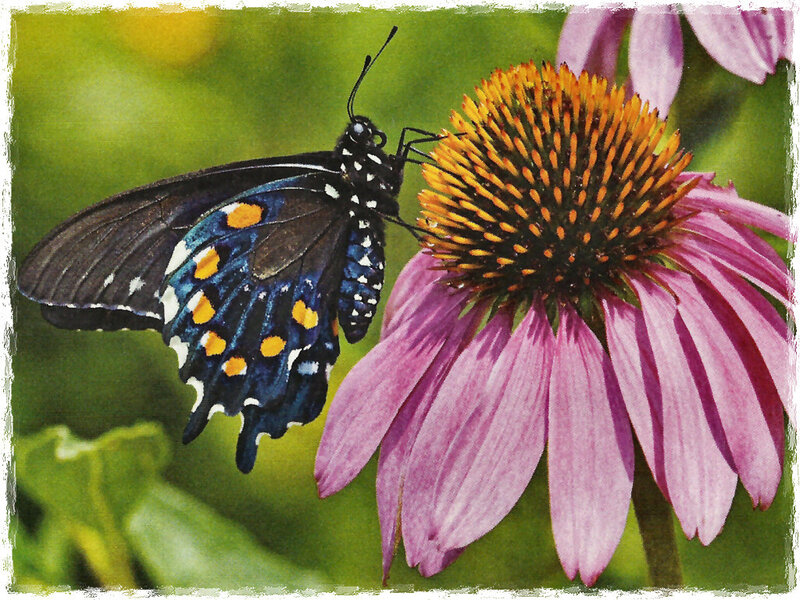 Black and Blue Butterfly — Purple, Calm
