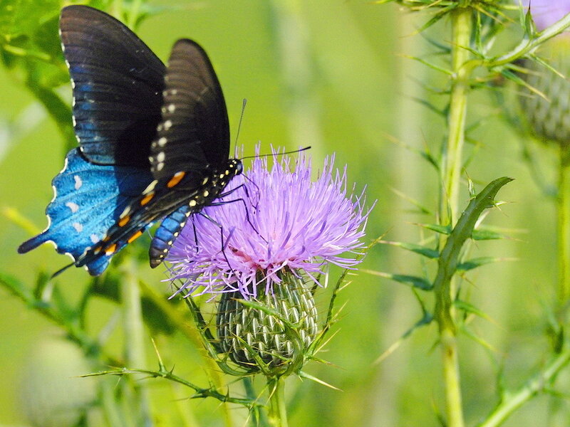 Black and Blue Butterfly — Purple