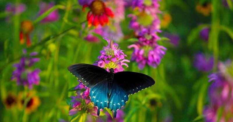 Black and Blue Butterfly — Serene, Afternoon