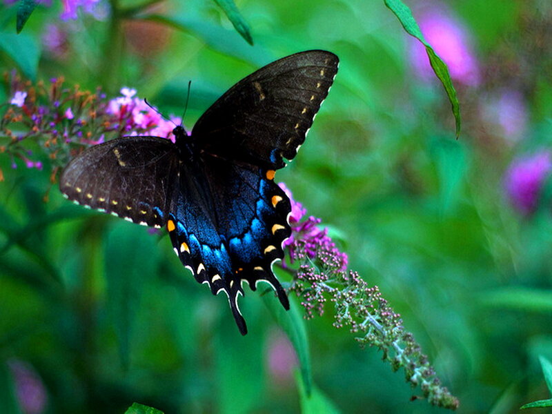 Black and Blue Butterfly — Serene