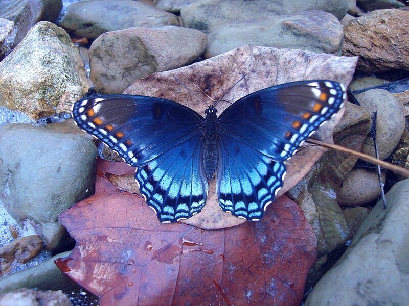 Black and Blue Butterfly