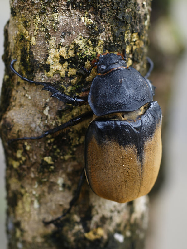 Black and Brown Beetle