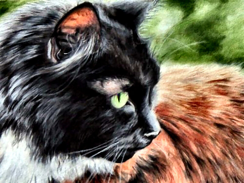 Black and Brown Cat — Calm, Painting