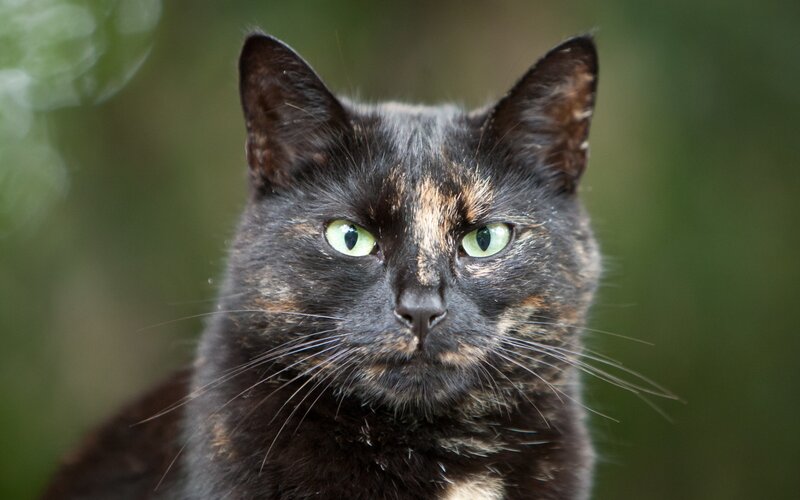 Black and Brown Cat — Calm, Photograph