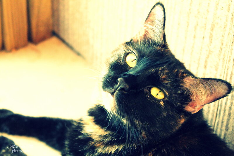 Black and Brown Cat — Calm, Photograph, Wall