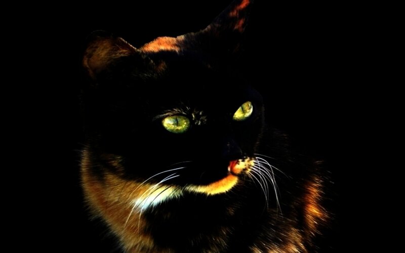 Black and Brown Cat — Dramatic, Night, Photograph