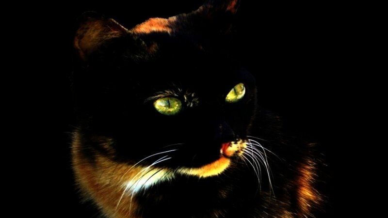 Black and Brown Cat — Dramatic, Night