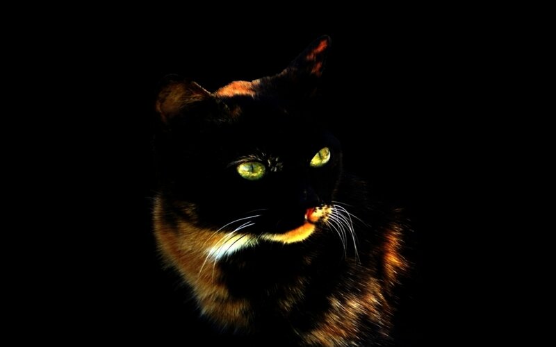 Black and Brown Cat — Dramatic