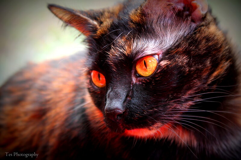 Black and Brown Cat — Intense