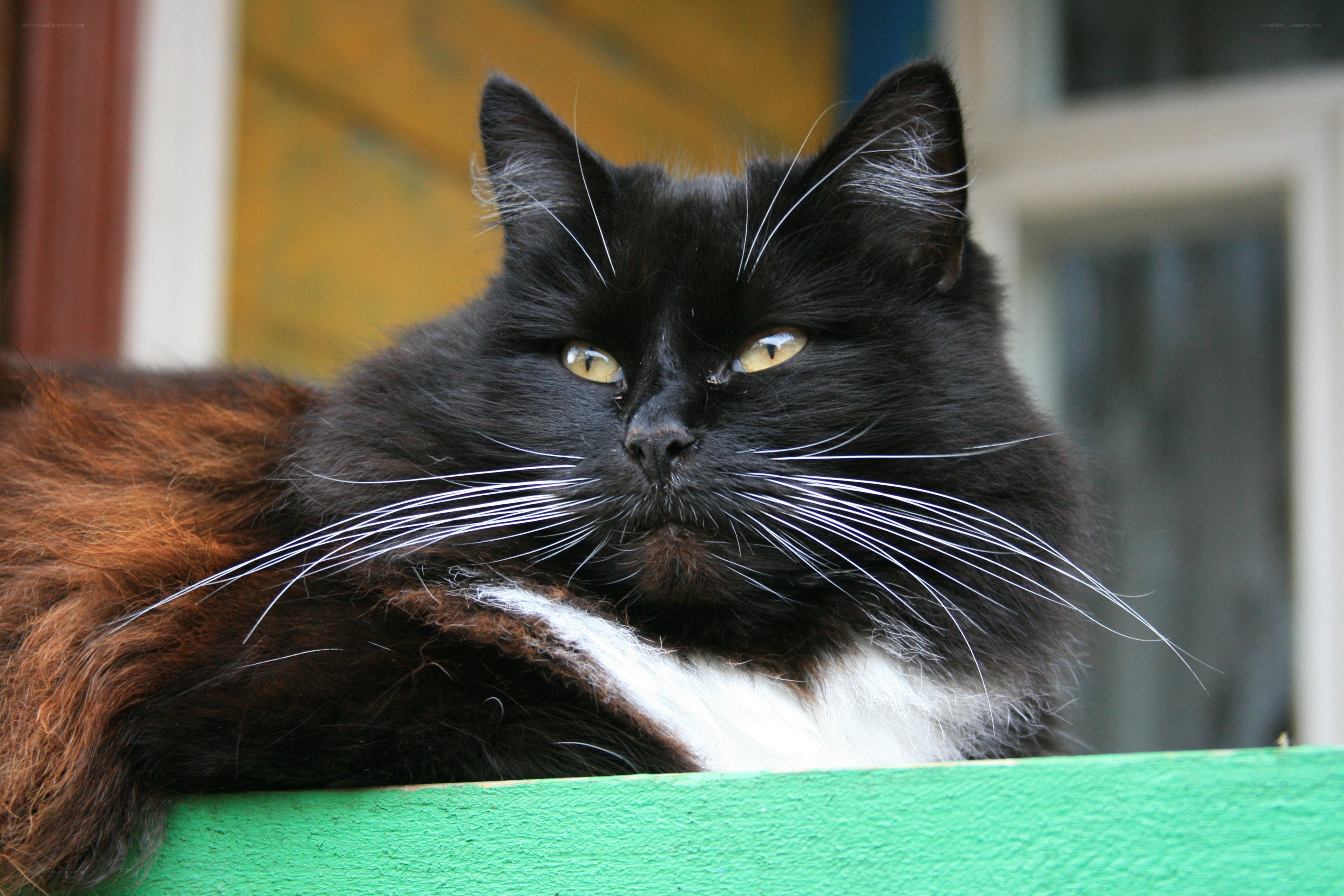 black and brown cat resting
