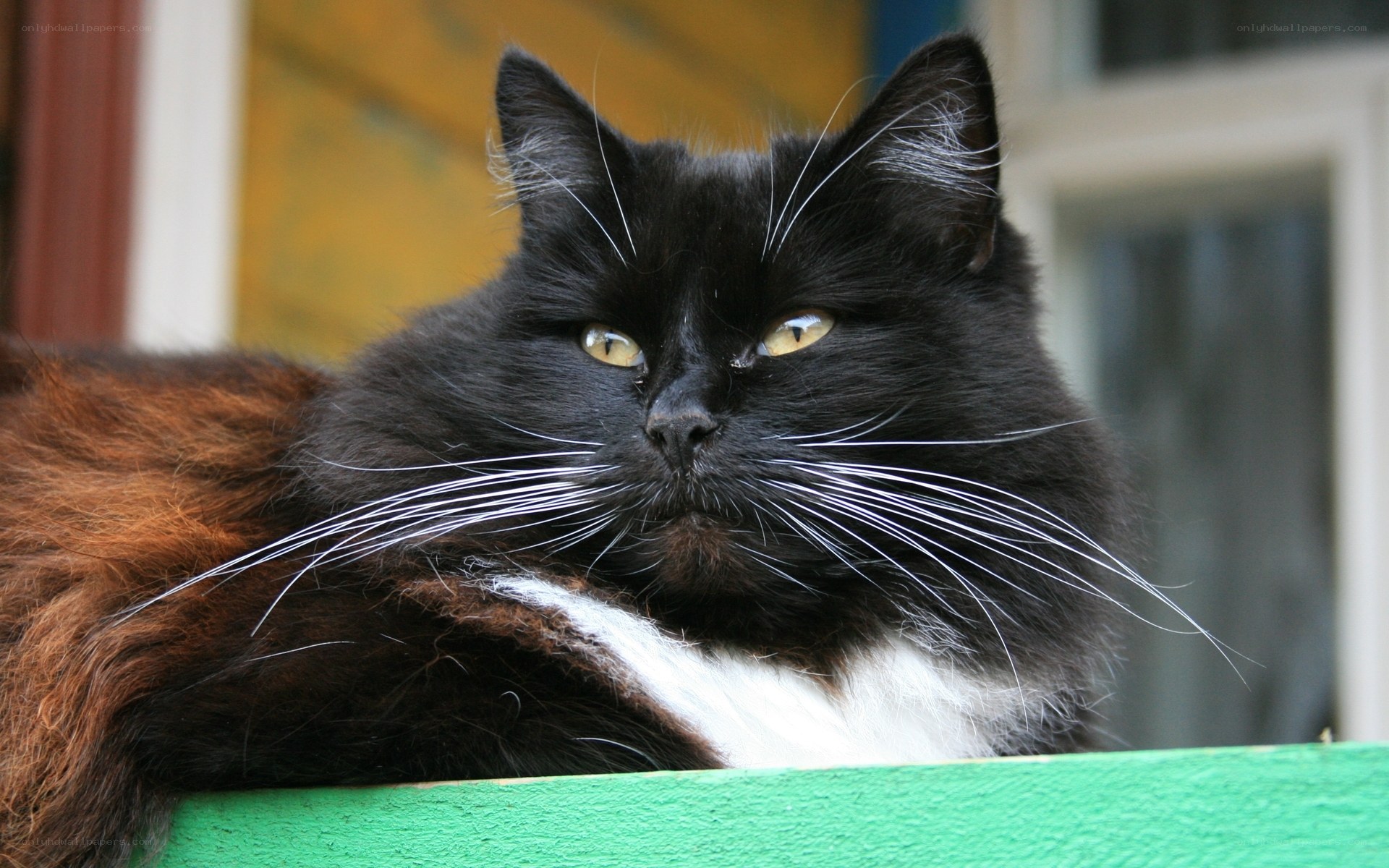 black and brown cat resting