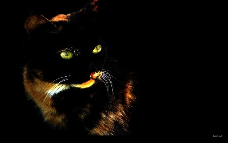 Black and Brown Cat