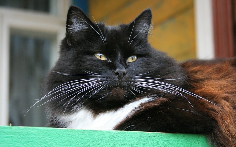black and brown cat with yellow eyes