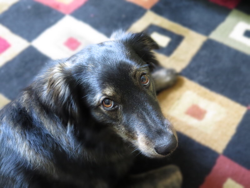 Black and Brown Dog