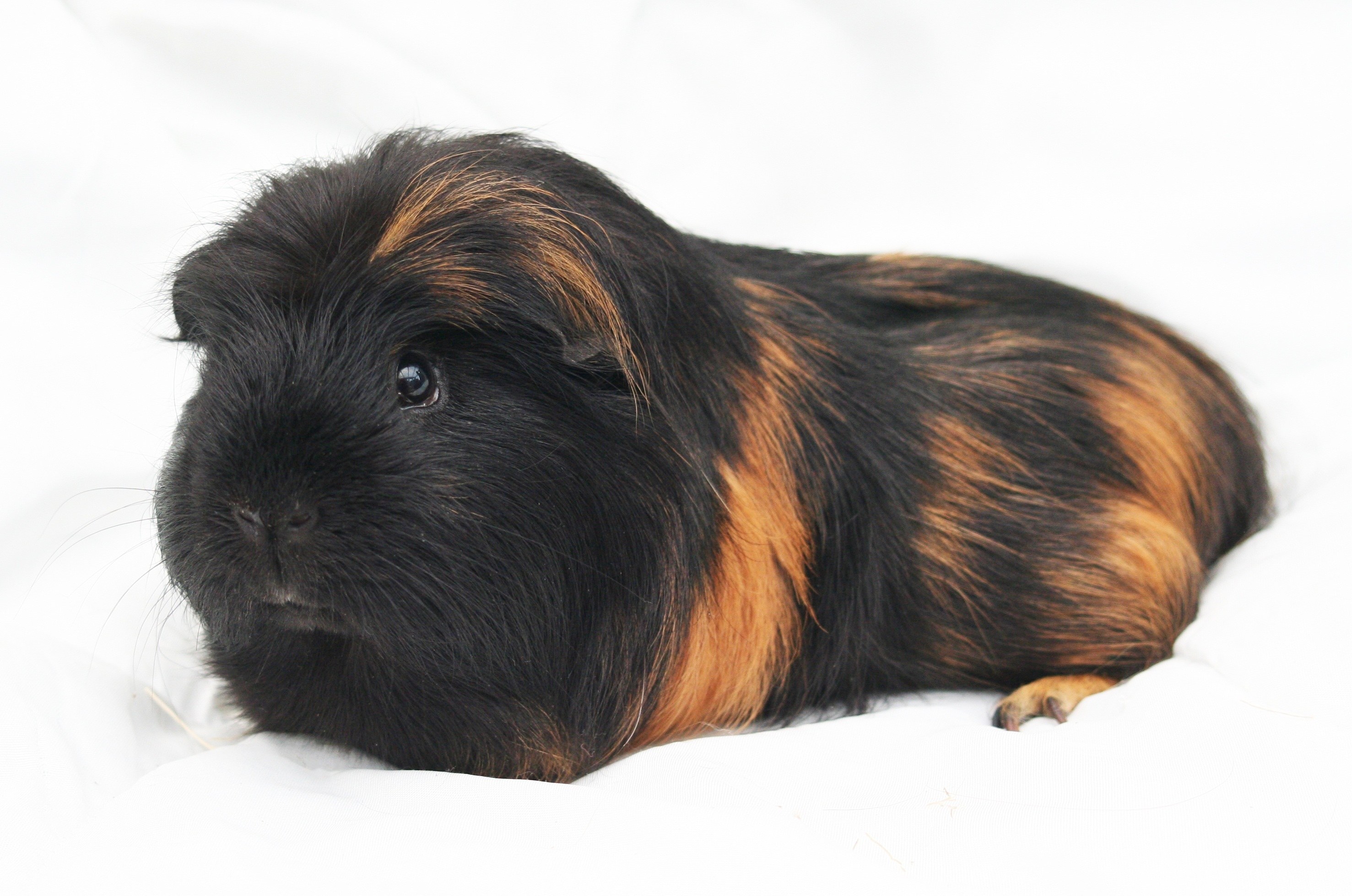 black and brown guinea pig