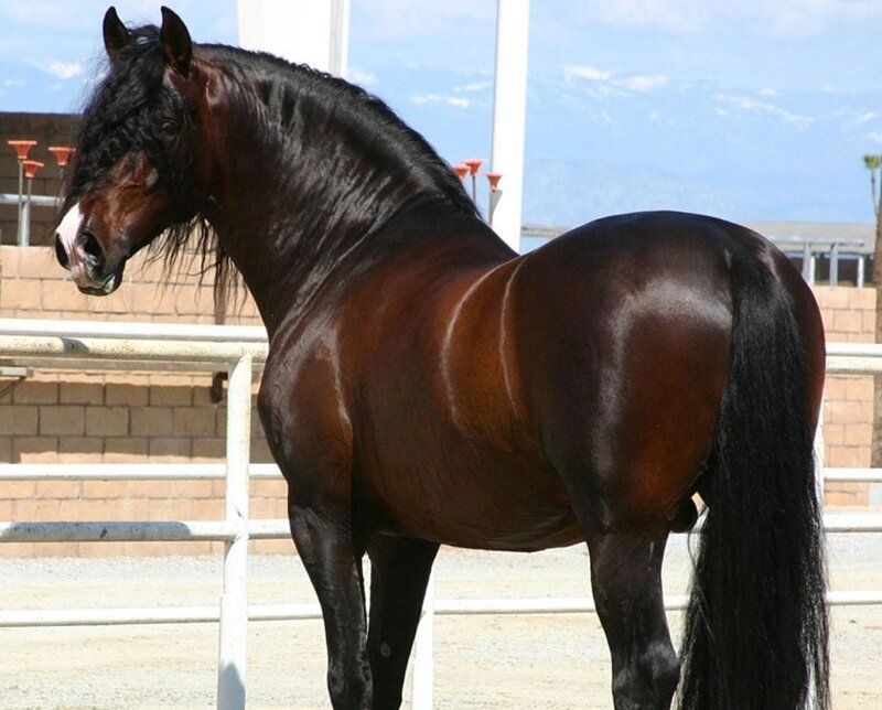 Black and Brown Horse