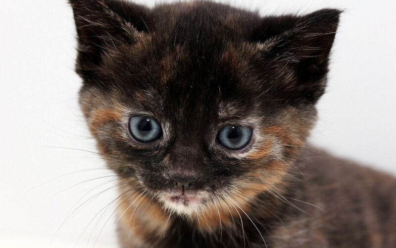 Black and Brown Kitten — Innocent