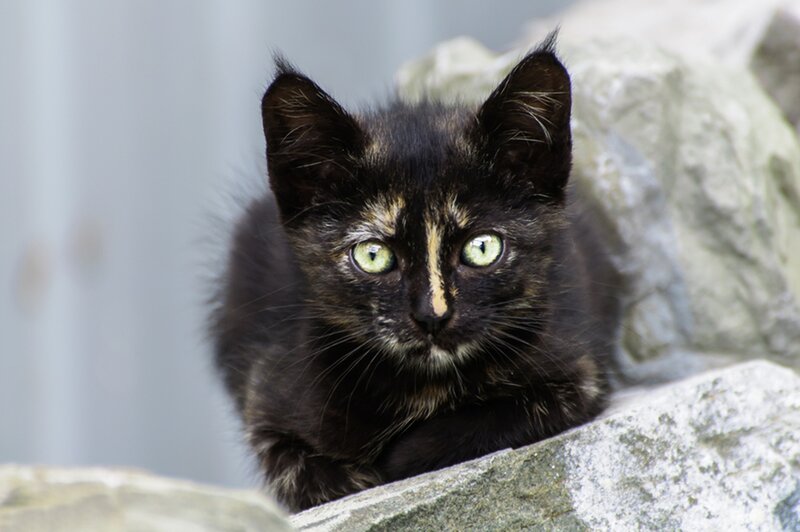 Black and Brown Kitten