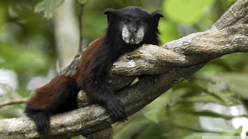 Black and Brown Monkey — Calm
