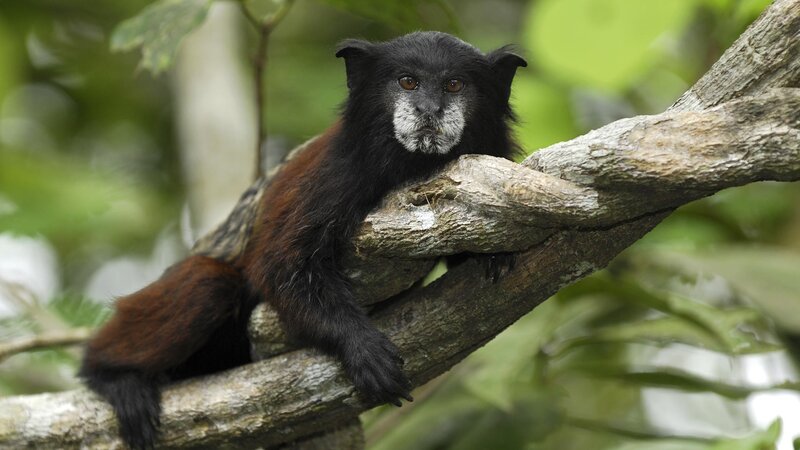 Black and brown monkey on a branch