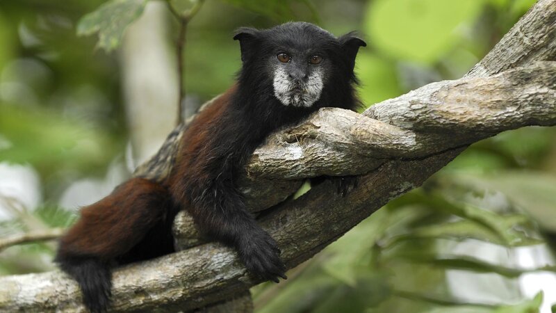 Black and Brown Monkey