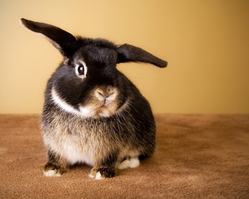 Black and Brown Rabbit