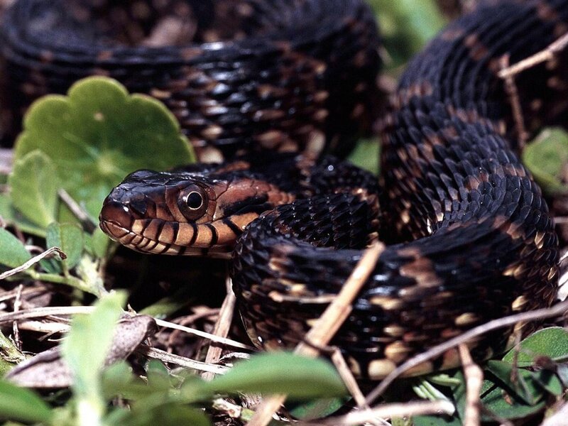 Black and Brown Snake