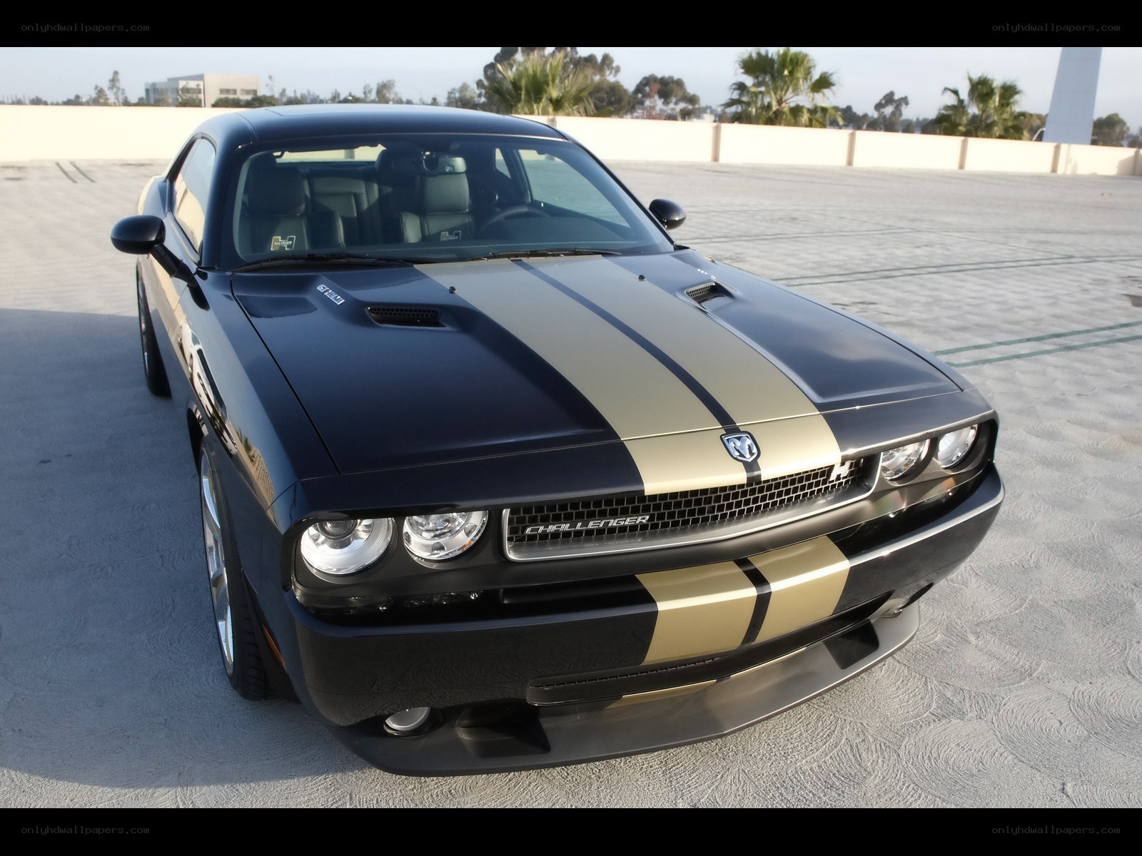 Black and gold Dodge Challenger
