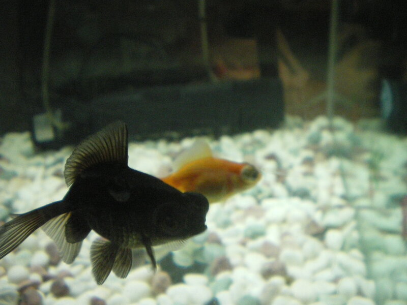 Black and Gold Fish
