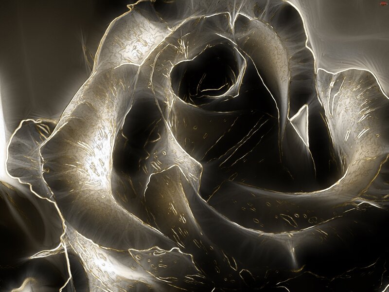 Black and Gold Rose