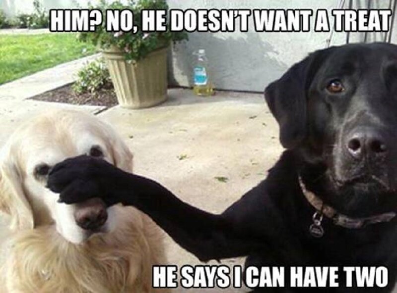 Black and Golden Retriever